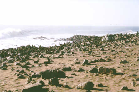 La colonie d'Otaries à fourrure de Cape Cross