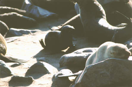 Otaries de Cape Cross