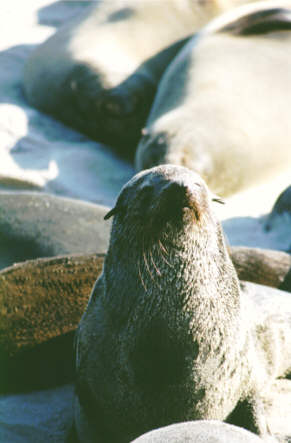 Cape Cross: Otarie à fourrures (Arctocephalus pusillus)