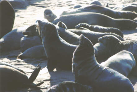 Otaries à Cape Cross