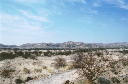 Petrified Forest
