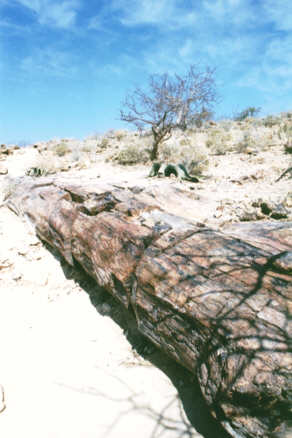 La Forêt Pétrifiée