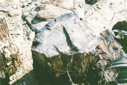 La Forêt Pétrifiée