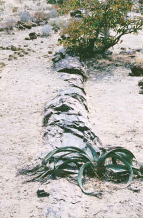 Petrified Forest