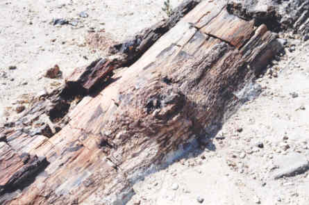 La Forêt Pétrifiée