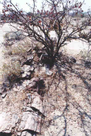 Petrified Forest