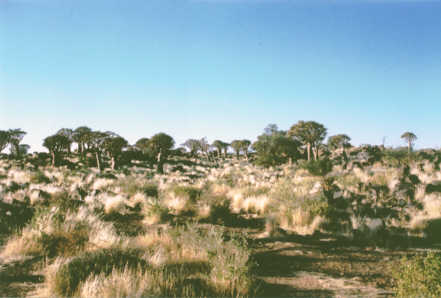 Keetmanshoop : Quivertree Forest