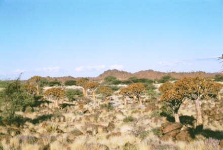 Keetmanshoop : la forêt de Kokerboom