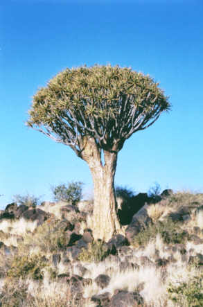 Arbre-Carquois