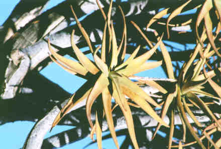 Arbre Carquois