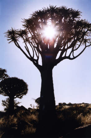 Arbre-Carquois