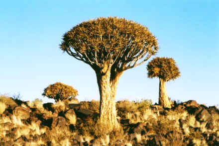 Le Kokerboom