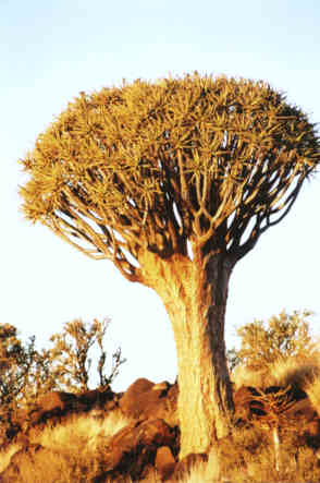 Le Kokerboom