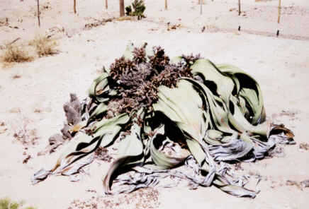 Welwitschia Mirabilis