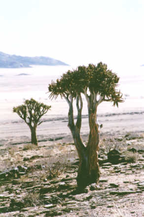 Namib-Naukluft Park : Kokerboom (Aloe dichotoma)