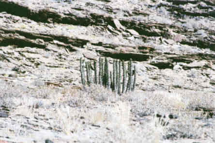 Namib-Naukluft Park : Euphorbes (Euphorbia damarana)