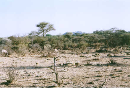 Omaruru Game Lodge