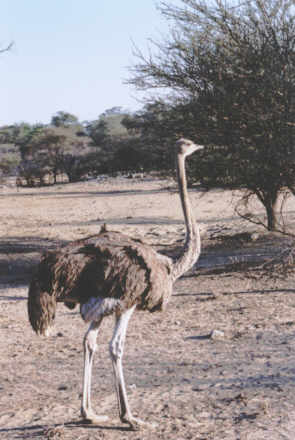 Omaruru : Autruche (Ostrich)