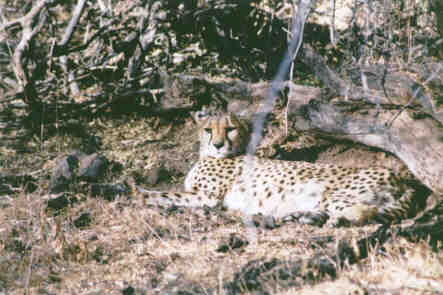 Omaruru : Guépard (Acinonyx Jubatus - Cheetah)