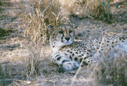 Guépard