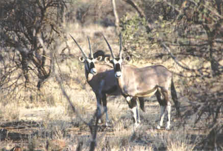 Omaruru : Oryx (Oryx Gazella - Oryx)