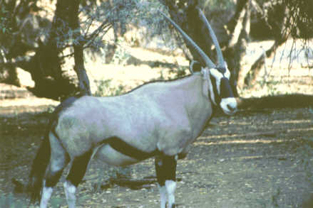 Oryx
