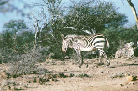 Omaruru : Zèbre de Hartmann (Equus Zebra - Hartmann's Mountain Zebra)