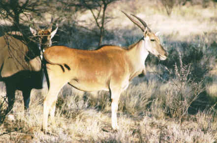 Omaruru : Elan du Cap (Taurotragus Oryx - Eland)