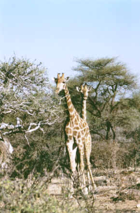 Omaruru : Girafe (Giraffa Camelopardalis - Giraffe)