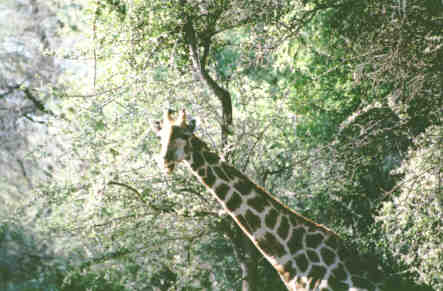 Sophie... la girafe