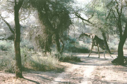 Girafe