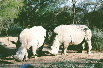Omaruru : Rhinocéros blanc (Ceratotherium Simum - White Rhinoceros)