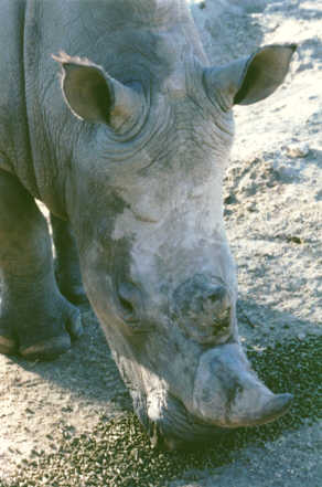 Rhinocéros blanc