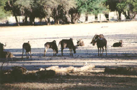 Omaruru : Gnou à queue noire (Connochaetes Taurinus - Blue Wildebeest)