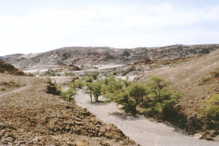 Organ Pipes