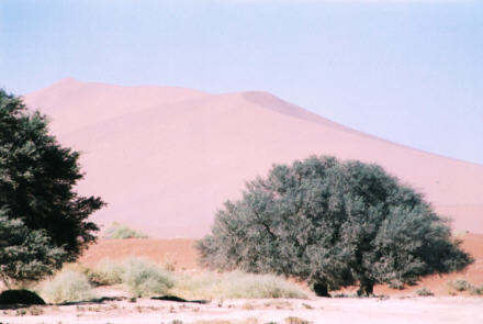 Naravlei