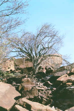 Twyfelfontein
