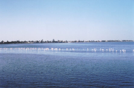 Les flamants roses à Walvis Bay