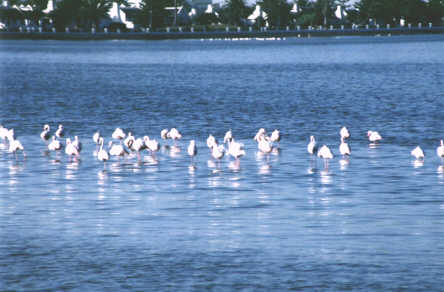 Flamants roses
