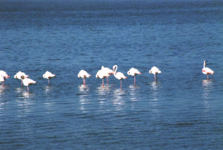Flamants roses