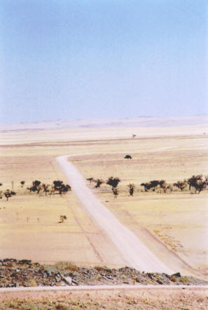 Namib-Naukluft Park : Welwitschia Drive